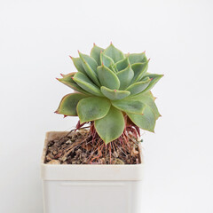 Houseplant in pot on white background - 769473773