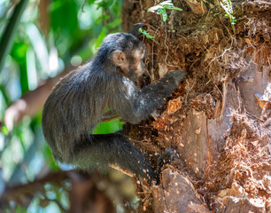 Monkey In Natural Habitat Digging Into Tree Bark