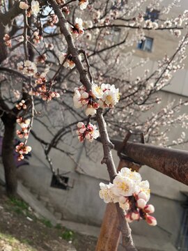 These are plum blossoms