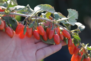 Chinese matrimony vine