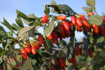 Chinese matrimony vine