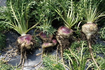 maca