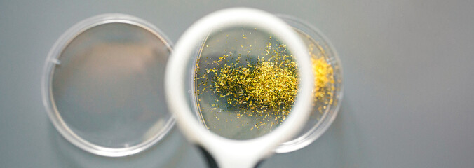 Close up of magnifying glass over golden glitter sample on petri dish in pharmaceutical lab. Dangers in microplastics composition concept. Analysis of small plastic particles present in cosmetics.