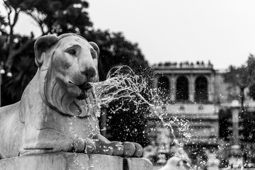 Lion fountain at Popolo Square, with water streaming gracefully from the lions mouth. Rome, Italy....