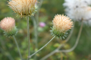 A blooming Creeping Thistle plant, Creeping thistle flower at the meadow. wild flower bloom, thistle in seed, nature flower