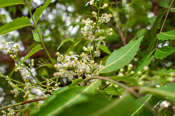 Obraz premium Medicinal ayurvedic azadirachta indica or Neem leaves and flowers. Very powerful medicinal tree