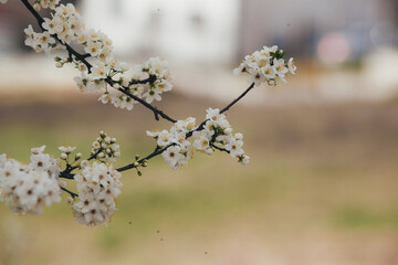 branch of blooming spring trees