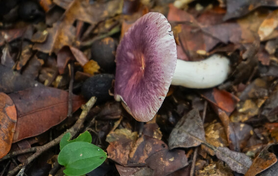 close up of red mushroom over dry leaves