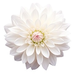 white dahlia flower