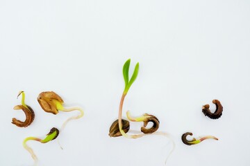 白背景に種から発芽したばかりのカレンデュラの芽、双葉