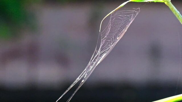 蜘蛛の糸【キラキラな糸】7色の波紋が輝くウェーブ　芸術的なクモの巣
クモの糸が朝日に照らされてキラキラ美しく煌めきます