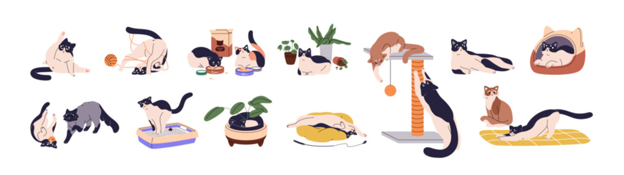 Cute cats set. Funny kittens play with toys, sleep, washing, stretching, scratching. Adorable kitties with pet supplies. Happy fluffy domestic animals. Flat isolated vector illustrations on white