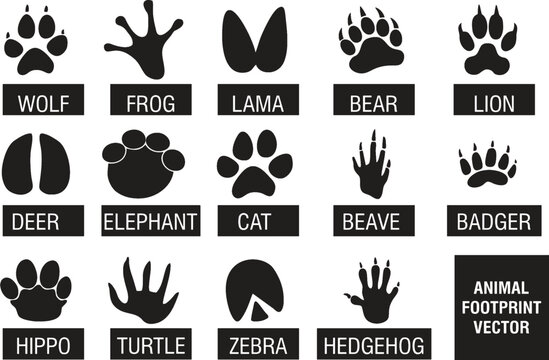 Lama, bear, cat, frog, zebra, tiger, elephant and tortoise footprints set. Editable vector wild animal footprints for poster, banner designing. Easy to change color or manipulate. eps 10