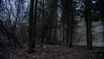 Dark place in the forest