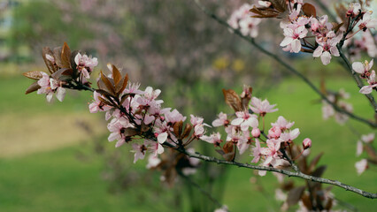 Pretty blooming cherry in close 