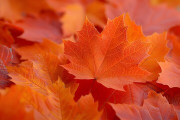 Fototapeta premium Pile of Leaves Scattered on the Ground
