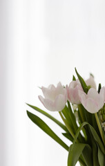 Blumen mit weiß-grauem Hintergrund, Hintergrundbild, Sliderbild