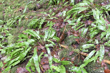 Hirschzungenfarne auf der Schwäbischen Alb