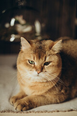 cute domestic a brown cat with green eyes and a pink nose