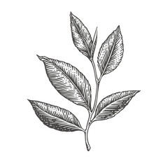 Tea branch with leaves. Engraving style. Vector illustration.	