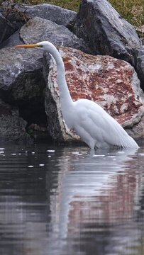 Vertical view of a Great Egret holding still in shallow pond as it hunts for fish.