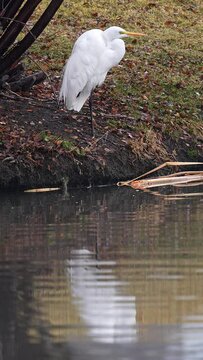 Great Egret standing under a tree as the rain sprinkles at the edge of a pond in Utah.