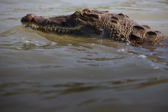 Black kajman Melanosuchus niger south america