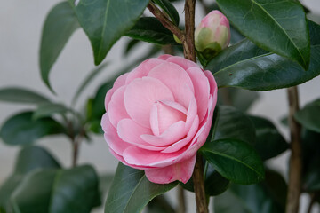 Focus on a pink flower of Camellia japonica 'Nuccio's Cameo' in a botanical garden.