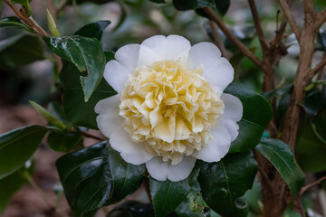 Focus on a white and yellow flower of Camellia japonica 'Brushfield Yellow' in a botanical garden.