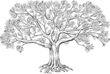 Family oak tree. Isolated on white background. Hand drawn illustration. 
