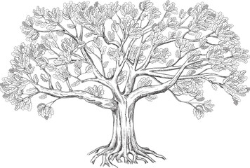 Sprawling family tree. Silhouette of an oak tree drawn in black and white graphics. Hand drawn illustration. 