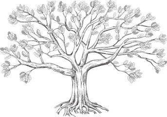Sprawling family tree. Silhouette of an oak tree drawn in black and white graphics. Vector illustration.