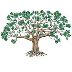 Green family oak tree with a large crown. Isolated on white background. Big vector illustration. 