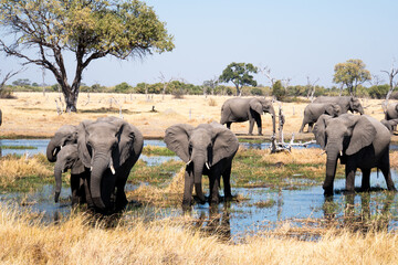 Elephant family with calf in the Okavango Delta