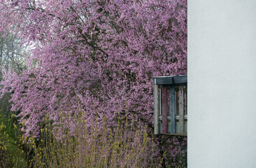 Blühender Blütenbaum im Garten vor Haus