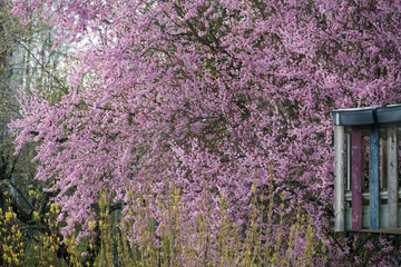 Blühender Blütenbaum im Garten vor Haus - obrazy, fototapety, plakaty
