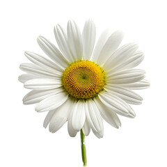 Beautiful white daisy flower isolated on transparent background.