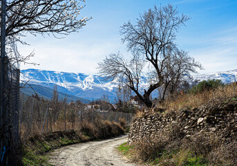 Blossomed almond tree with snowed mountain in the background