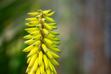 Yellow cactus flower over a green blurred background