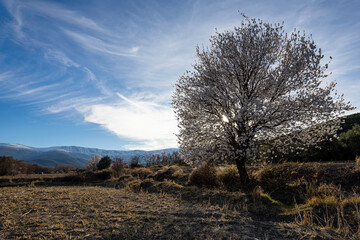 Blossomed almond tree at sunset with beautiful white flowers