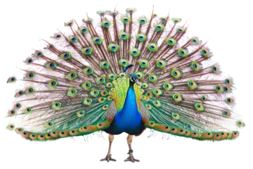 Fotobehang Magnificent Peacock Displaying Vibrant Plumage © Yasir