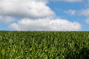 Fototapeta na wymiar wheat field and blue sky