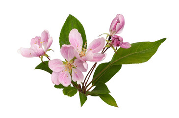 Twig of pink flowers and green leaves of Malus floribunda (profusely flowering apple) isolated on white or transparent background