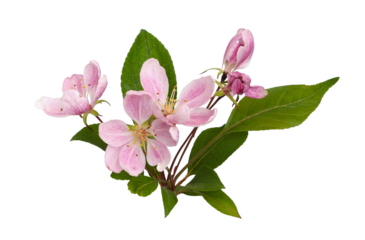 Twig of pink flowers and green leaves of Malus floribunda (profusely flowering apple) isolated on white or transparent background