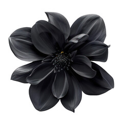Black flower tulip isolated on a transparent background. PNG, cutout, or clipping path.