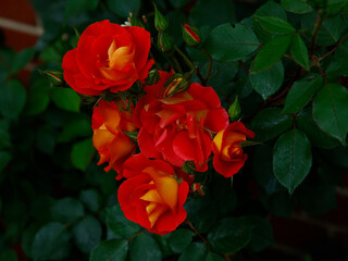 Closeup of the orange red flowers of the perennial floribunda garden rose Rosa Bright and Breezy.