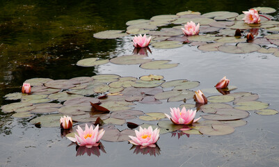Closeup of the pink flowers and leaves of the aquatic garden pond plant Nymphaea Amabilis.