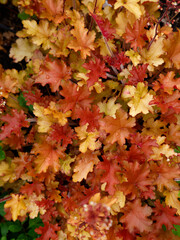 Closeup of the orange leaves of the low growing garden plant Heuchera orangeberry.