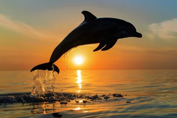 Schilderijen op glas silhouette of a dolphin jump at sunset near the shore © primopiano