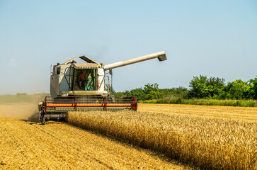 Agriculture machinery at work harvesting golden wheat during sunny day